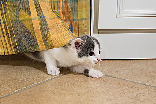 小猫,玩,帘,客厅