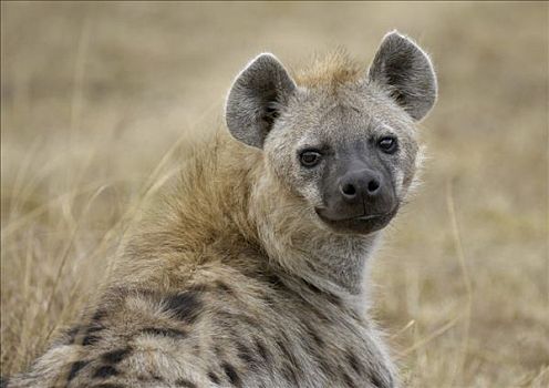 斑鬣狗,肖像,马赛马拉,肯尼亚