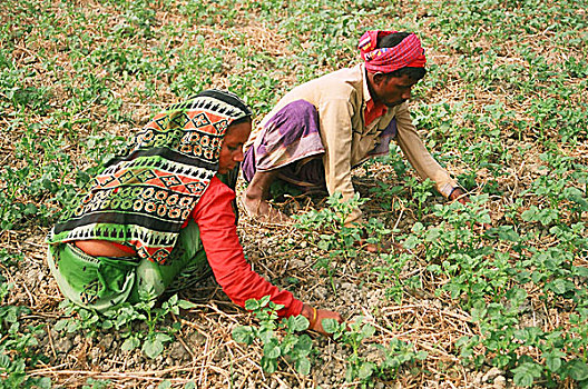 农民,工作,土豆田,孟加拉,十二月,2007年