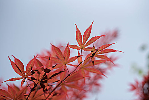 花花草草一世界