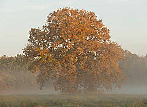 孤单,橡树,栎属,栎树,秋天,早晨,亮光,雾,下萨克森,德国,欧洲