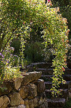灌木月季,拱形,石墙,石头,台阶,香草园,背景