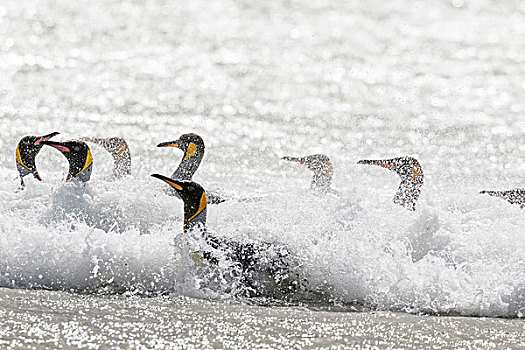 帝企鹅,福克兰群岛,南大西洋,群,企鹅,跳跃,海滩
