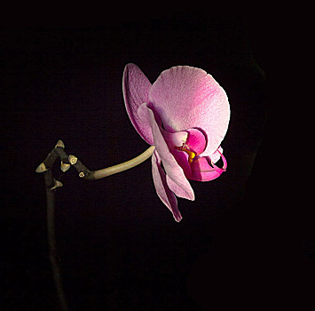粉色,兰花,黑色背景,背景