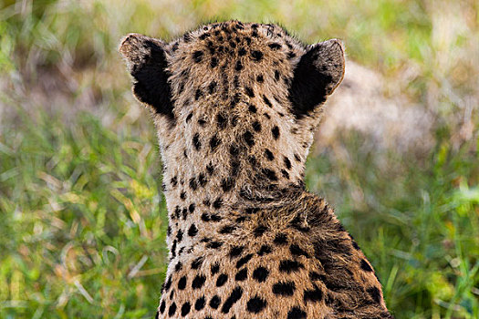 印度豹,塞伦盖蒂国家公园,坦桑尼亚