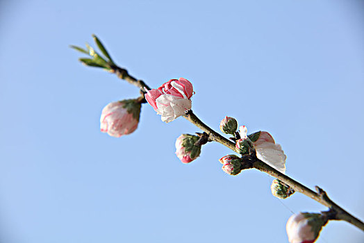 碧桃,千叶桃花,桃花