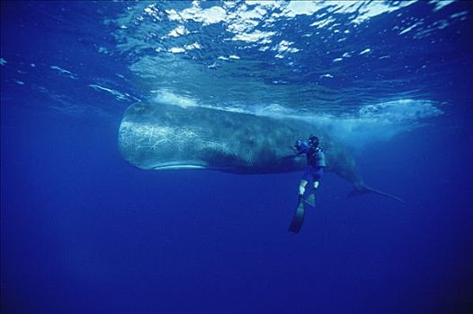 抹香鲸,多米尼加