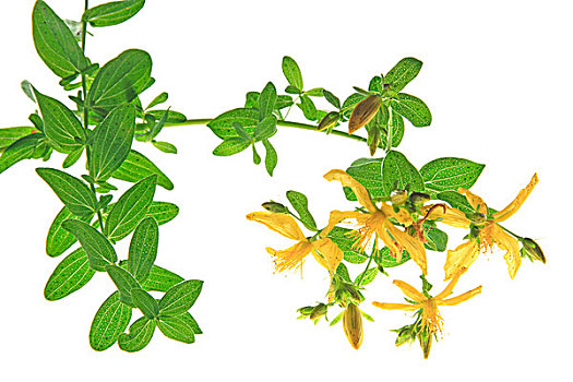 金丝桃属植物