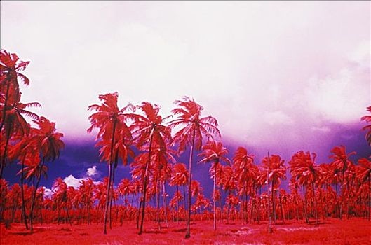 仰视,棕榈树,加勒比海