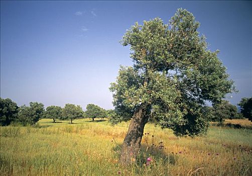 橄榄树,半岛,北方,塞浦路斯