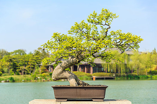 中国江苏省扬州瘦西湖盆景盆栽