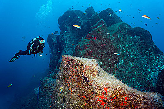 潜水者,看,石头,繁茂,红色,海绵,马德拉岛,葡萄牙,欧洲,大西洋