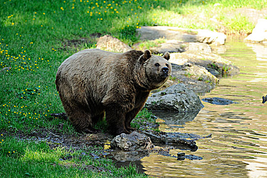 欧亚,棕色的熊,熊棕熊棕熊,水之边缘,巴伐利亚森林,巴伐利亚,德国