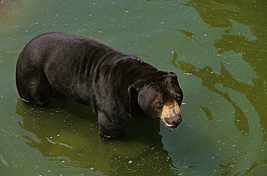马来熊,水中