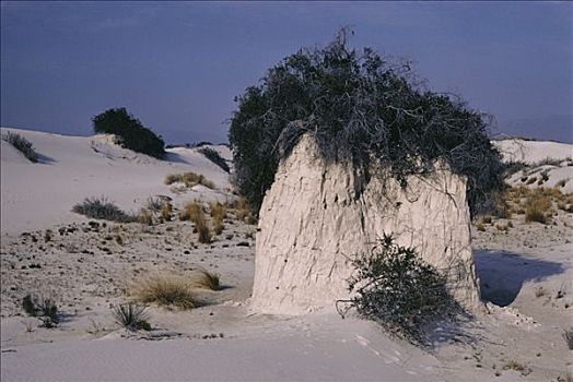 盐肤木,白沙,国家纪念建筑,新墨西哥