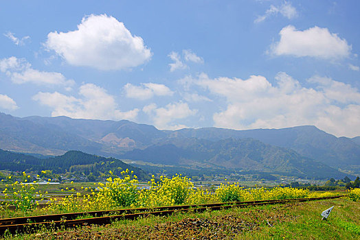 轨道,油菜,花