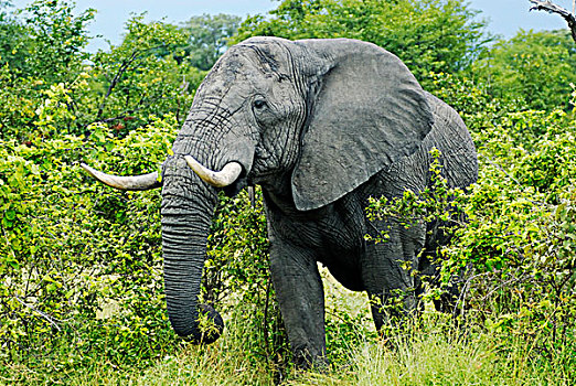 非洲,灌木,大象,非洲象,进食,靠近,奥卡万戈三角洲,博茨瓦纳