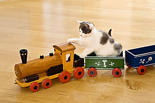 小猫,玩,木制玩具,训练