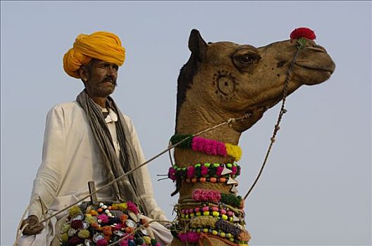 单峰骆驼,骆驼,骑乘,普什卡,牲畜,拉贾斯坦邦,印度