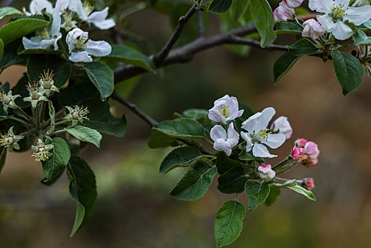 苹果花开