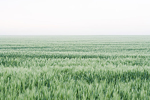 小麦田,地平线,背景