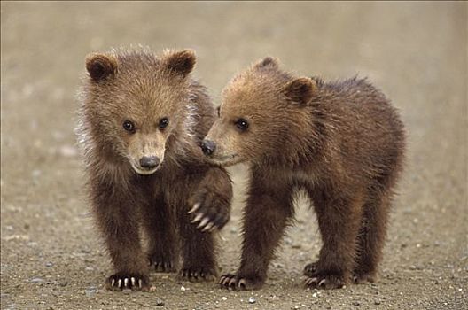 大灰熊,棕熊,一对,幼兽,德纳利国家公园和自然保护区,阿拉斯加