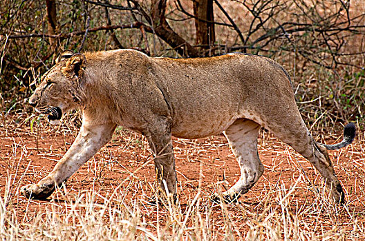 狮子,走,土地,塔兰吉雷国家公园,坦桑尼亚