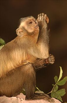 褐色,棕色卷尾猴,树上,喝,猴子,使用,石头,砧座,裂缝,栖息地,巴西