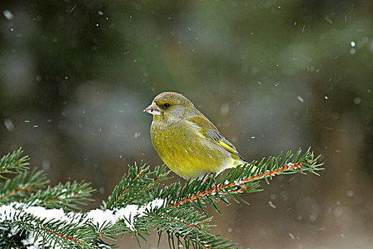金翅雀,成年,栖息,针叶树,下雪,原始,树林,东北方,波兰,欧洲
