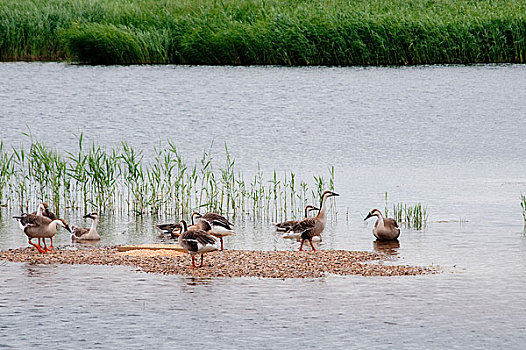 黑龙江齐齐哈尔扎龙湿地里的野鸭子