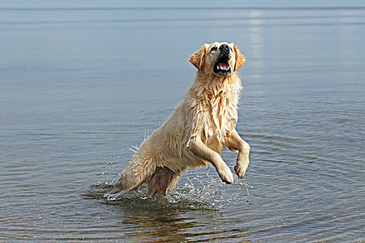 金色,复得,老,狗,跳跃,室外,水,海滩
