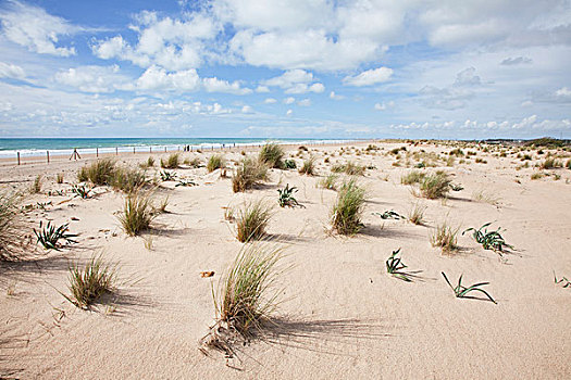 草,沙丘,靠近,安达卢西亚,西班牙