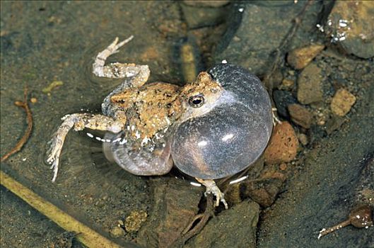 青蛙,哥斯达黎加