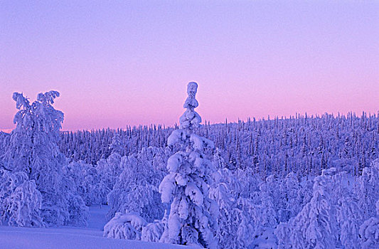 欧洲,北欧,斯堪的纳维亚,芬兰,拉普兰,魔法,彩色,日落,寒冷,冬天