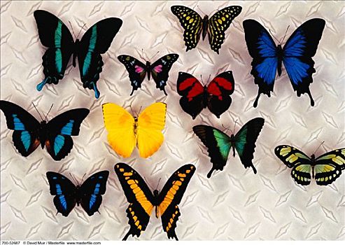 收集,多样,蝴蝶