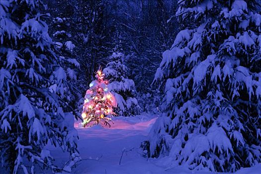 圣诞树,彩色,阿拉斯加,冬天,景色