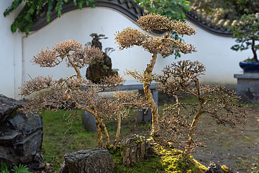 川派盆栽盆景