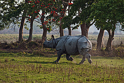 犀牛,跑,卡齐兰加国家公园,印度