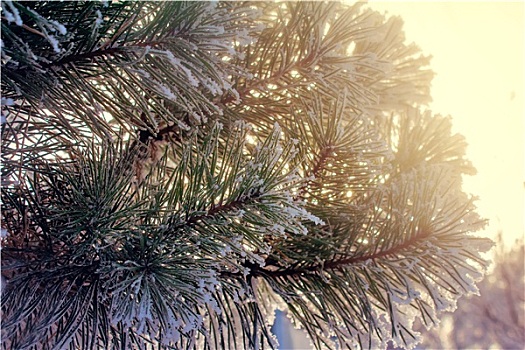 松树,枝条,遮盖,雪