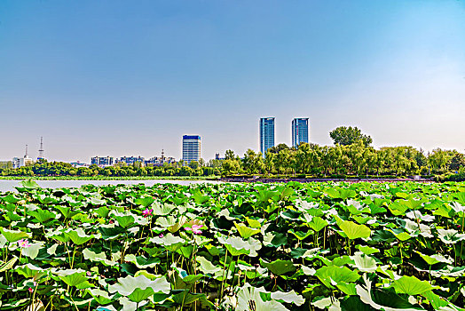 南京玄武湖自然风光