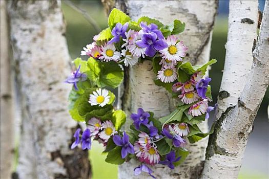 花环,紫罗兰,叶子,雏菊
