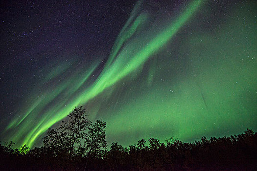 北极光,上方,树,拉普兰,瑞典,欧洲