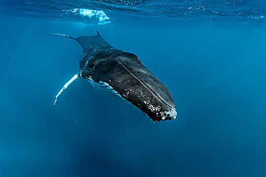 驼背鲸,大翅鲸属,鲸鱼,雄性,公海,银,堤岸,保护区,大西洋,多米尼加共和国,北美