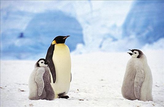 帝企鹅,海鸟,雏鸟,南极