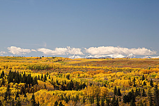树,变化,彩色,积雪,山峦,背景,卡尔加里,艾伯塔省,加拿大