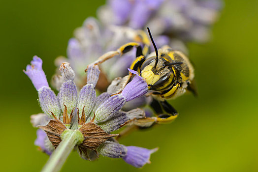 蜜蜂,植物