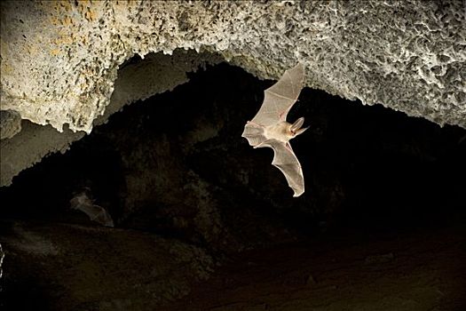 蝙蝠,出口,洞穴,复杂,序列,火山岩,管,泡泡,中心,俄勒冈