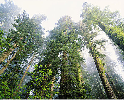 红杉林,州立公园,加利福尼亚,美国