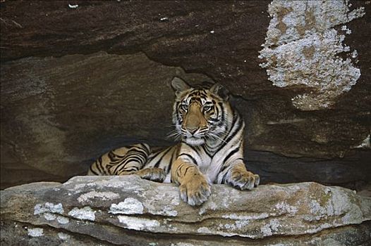 孟加拉虎,虎,幼小,卧,班德哈维夫国家公园,印度