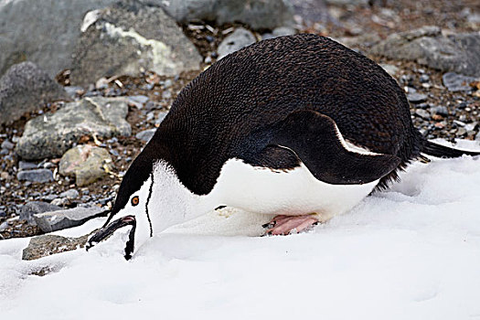 帽带企鹅,南极企鹅,吃,雪,半月,岛屿,南极
